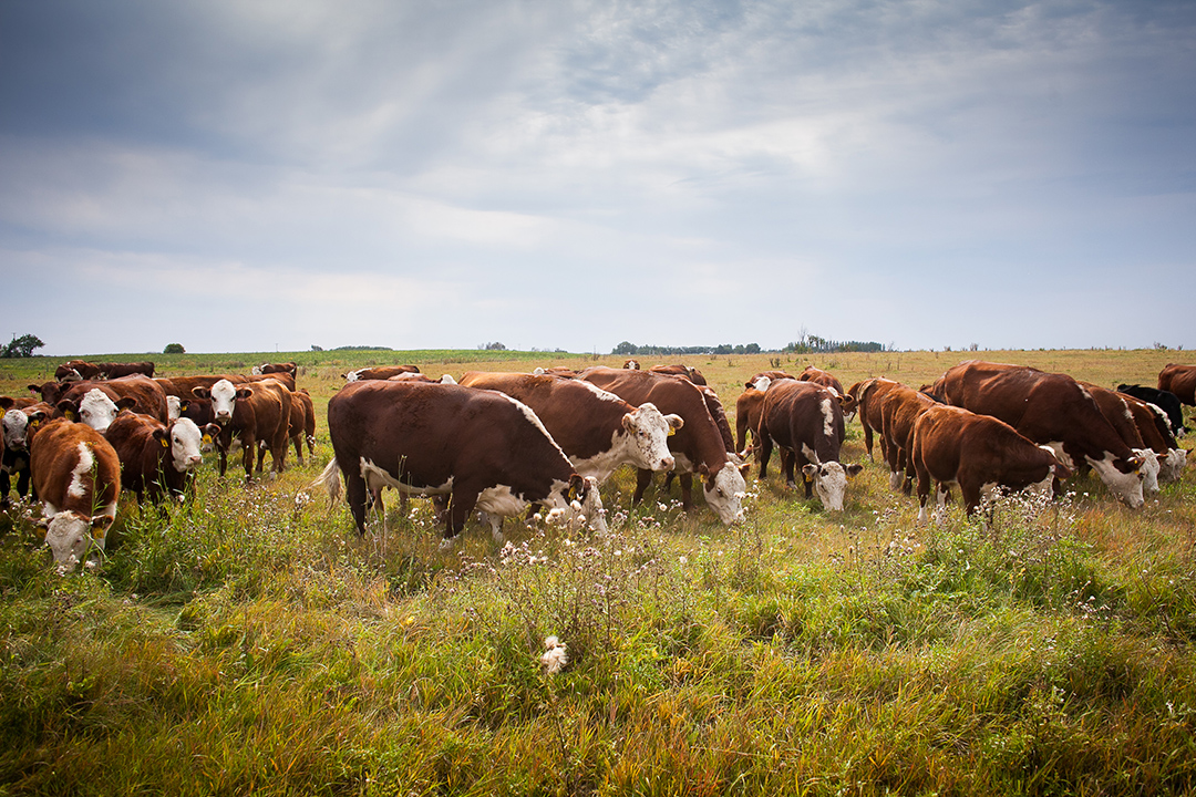 So far, less than seven per cent of beef cattle herds are infected with Johne’s disease. Waldner’s team is focused on how beef cattle producers can make practical changes to protect their herds. Photo: Christina Weese. 