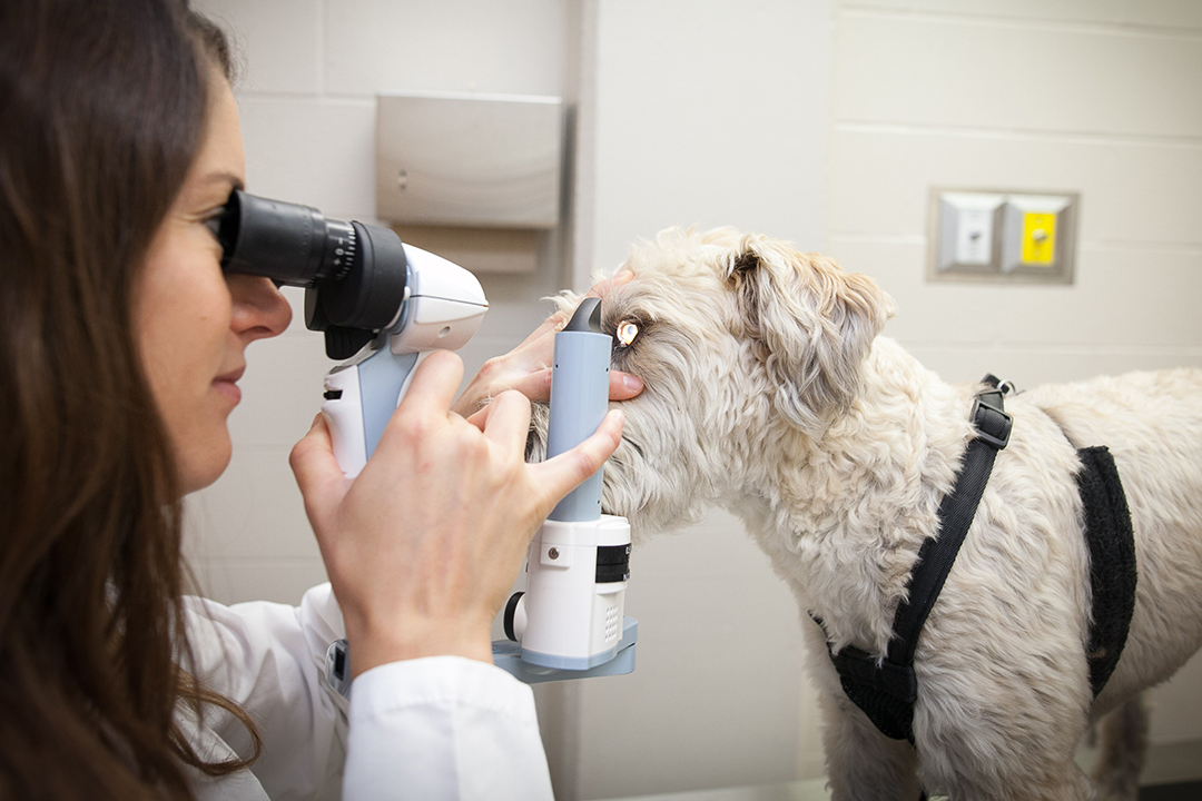 USask veterinary ophthalmologist Dr. Marina Leis examines her patient Baxter, a Wheaton terrier. Photo: Christina Weese.