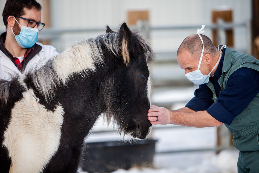 WCVM equine surgeon Dr. James Carmalt (right) checks out Treasure, his patient with a unique issue. Photo: Christina Weese.