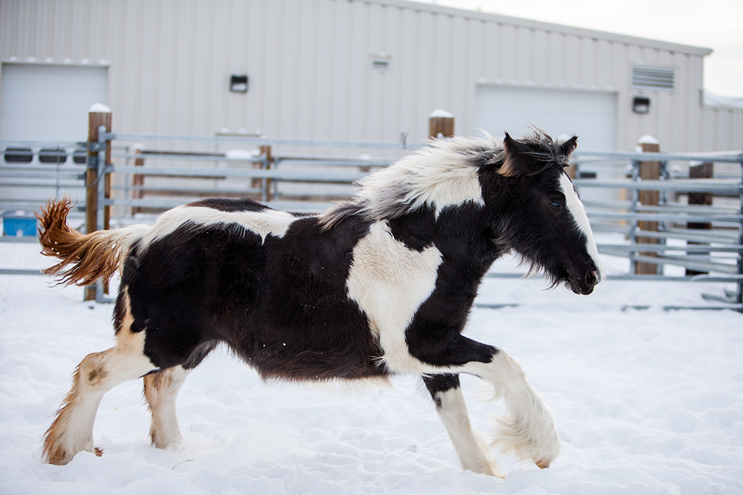 Treasure spent a few weeks at the WCVM last fall after the procedure so clinicians could monitor her recovery. Photo: Christina Weese.