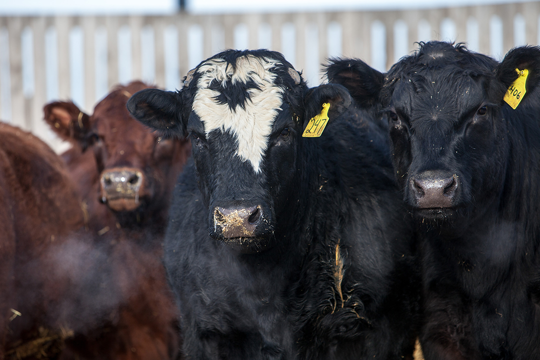 The goal of IntegrOmes is to make it easier for cattle producers to identify and breed animals with desired traits. Photo: Christina Weese.