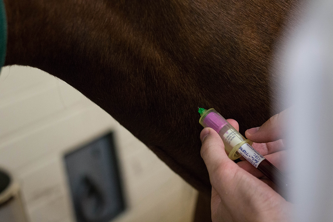 Beginning this spring, Montgomery and other WCVM clinicians will collect blood samples from at least 40 client-owned healthy horses and from 20 or more horses diagnosed with PPID. Photo: Caitlin Taylor. 
