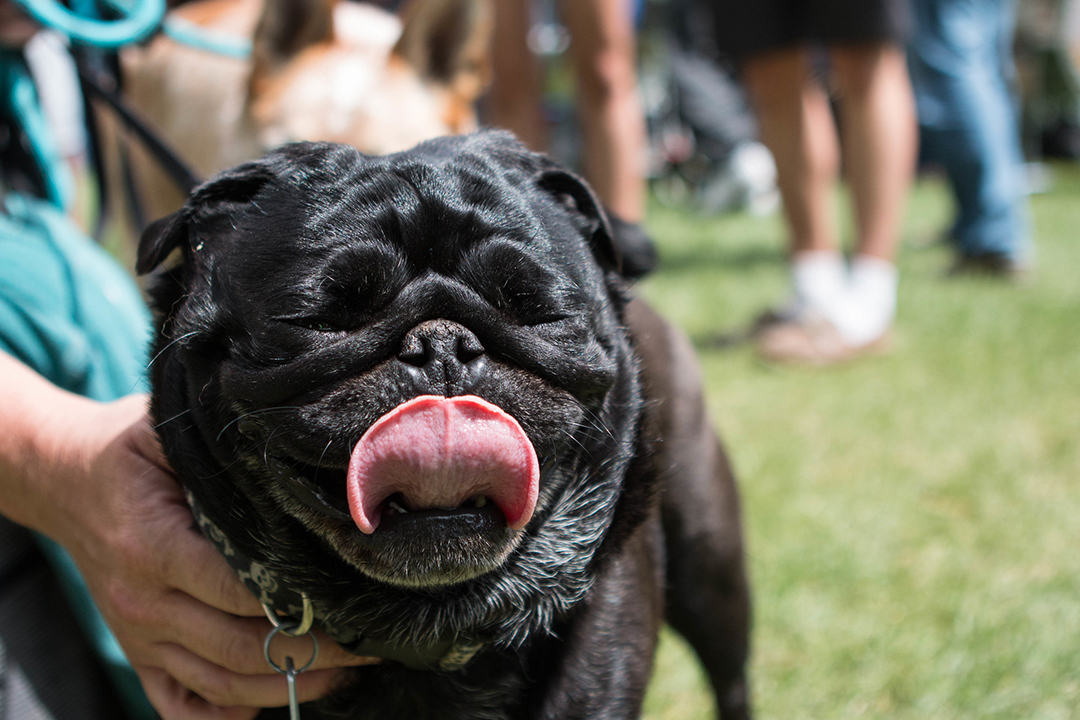 A dog licking its lips can be a normal behaviour, or it may signal something is wrong — especially when out of context. Photo: Caitlin Taylor. 