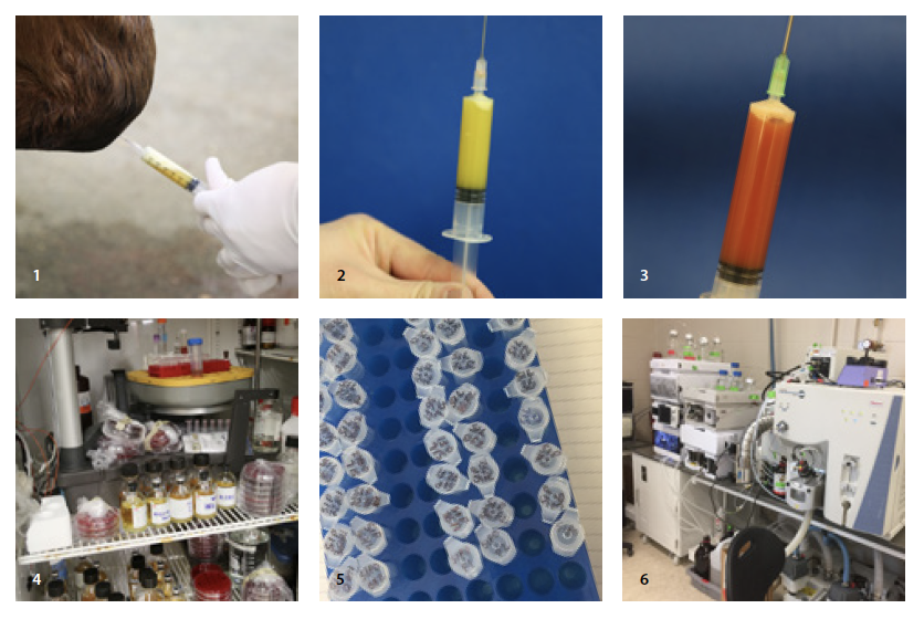 Photo 1: A sample is taken from the knee joint of a horse with experimentally-induced septic arthritis. Photos 2 and 3 show the two different types of synovial samples that were collected from the study’s horses: exudative (photo 2) and serosan-guineous (photo 3). Photo 4: Bacteriological culture of synovial fluid samples using three culture medias. Photo 5: Processed samples for mass spectrometry analysis. Photo 6: This research study uses liquid chromatography-tandem mass spectrometry. 