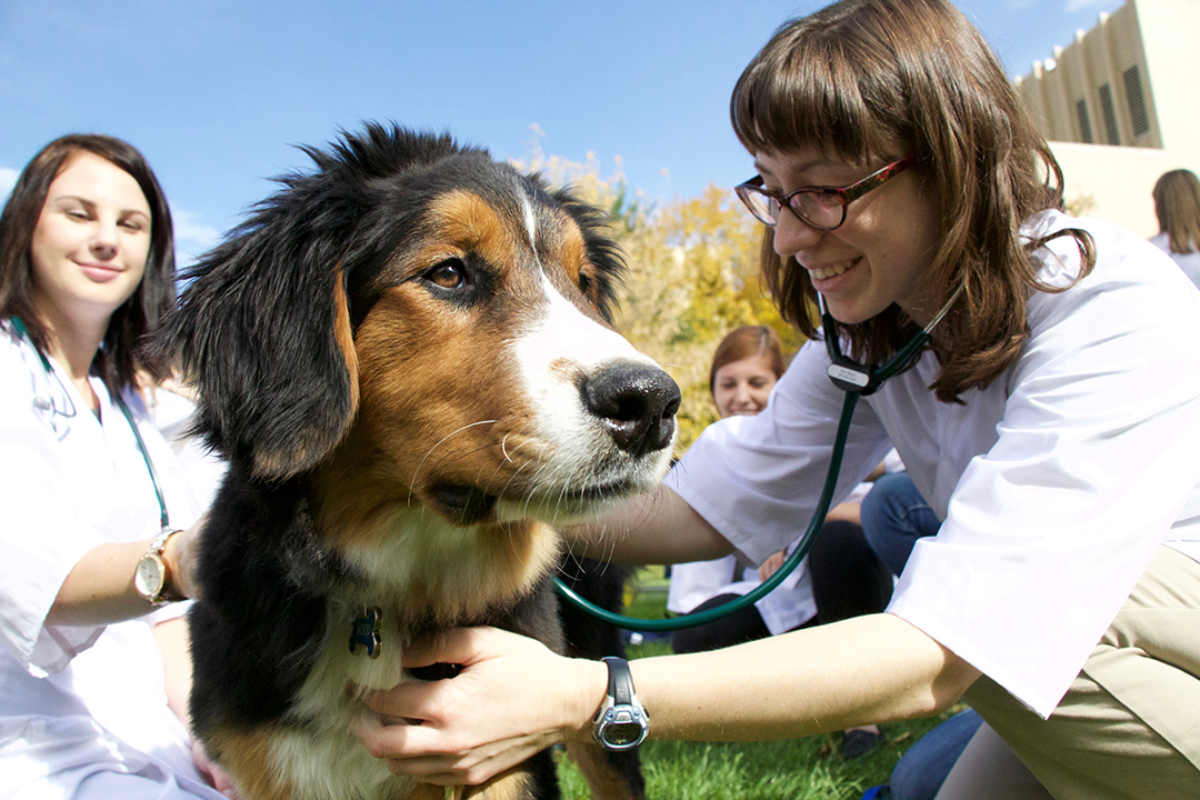 Dr. Karen Machin: I want to teach veterinary students how to recognize fear, stress, anxiety and how to mitigate it so that they are less likely to be injured and their careers will be long lasting. Photo: Jeanette Neufeld.