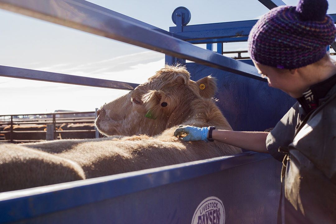 Three of Saskatchewan's seats in the WCVM's veterinary program will be prioritized for students who are more likely to practise in rural communities. Photo: Christina Weese.  
