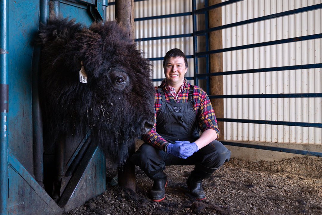 WCVM postdoctoral fellow Dr. Eric Zwiefelhofer with the wood bison cow (tag #49) that is now pregnant using sperm-sorted sperm. Photo: Dr. Tiago Afonso.