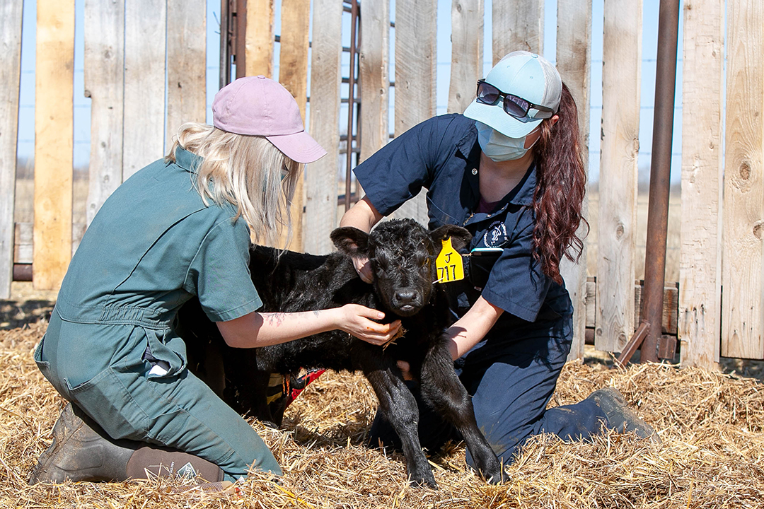 Senior veterinary students Willow Burnes (left) and Dani England assess a newborn calf at the LFCE's  Forage Cow-Calf Research and Teaching Unit. Photo: Christina Weese.
