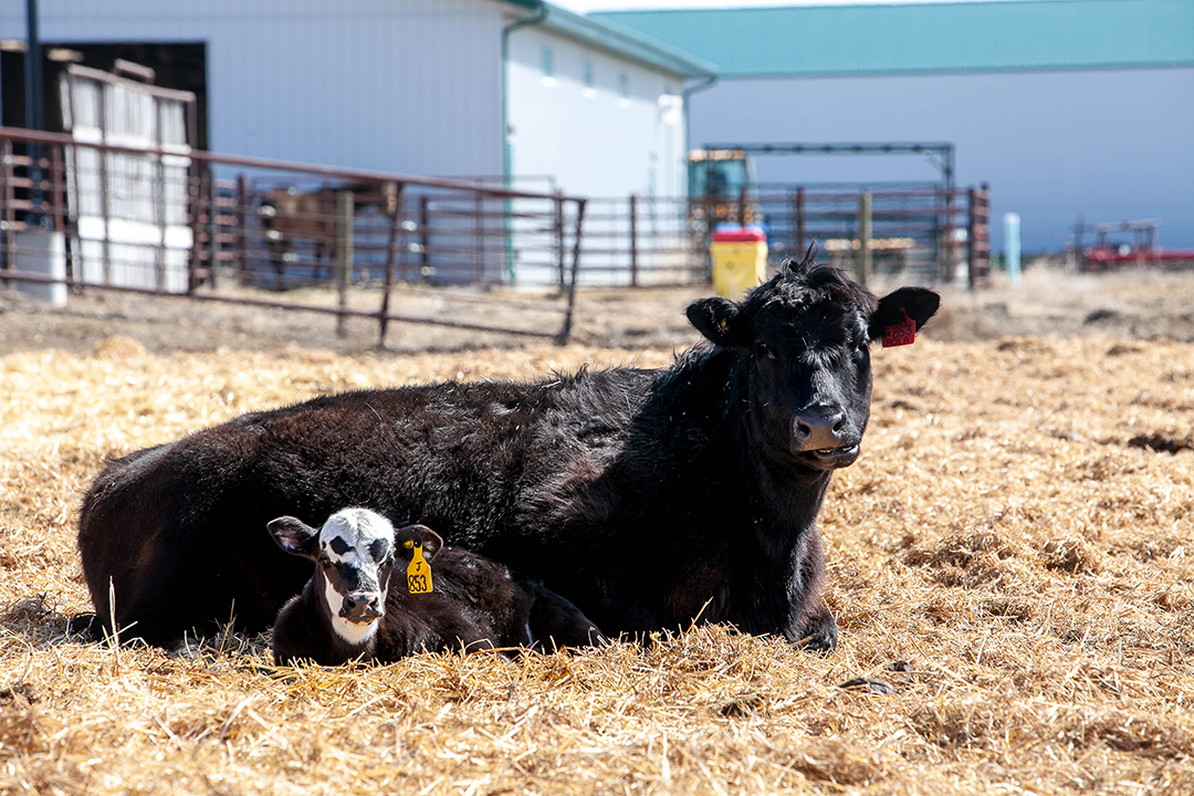 A beef cow and her calf enjoy the morning sunshine at the LFCE's Forage Cow-Calf Research and Teaching Unit. The facility's 400 cows and heifers are calving in April and May. Photo: Christina Weese. 
