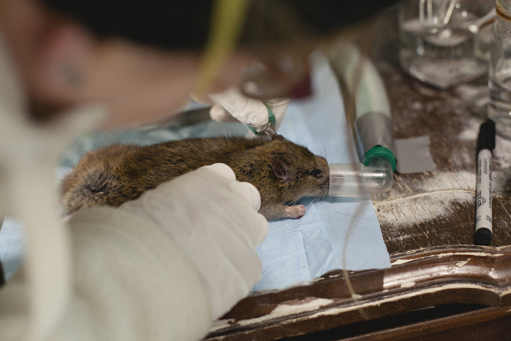 The Vancouver Rat Project is a 10-year research initiative that targets urban rats’ health, their movement and their ability to carry disease. Photo: CWHC. 