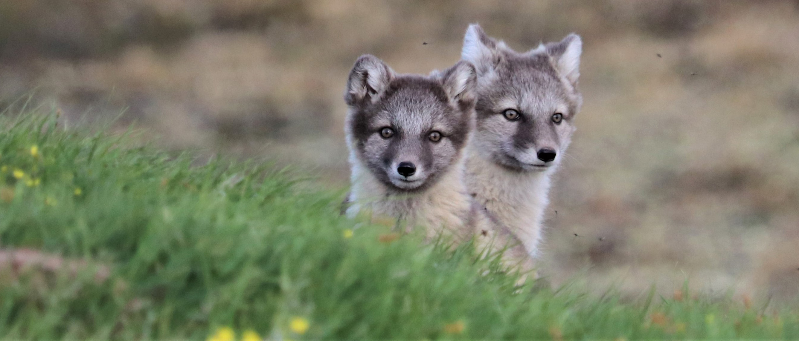 Buhler studies tularemia and bartonella — vector-borne diseases — in Arctic foxes, caribou and some Arctic rodents. Photo: Kayla Buhler.