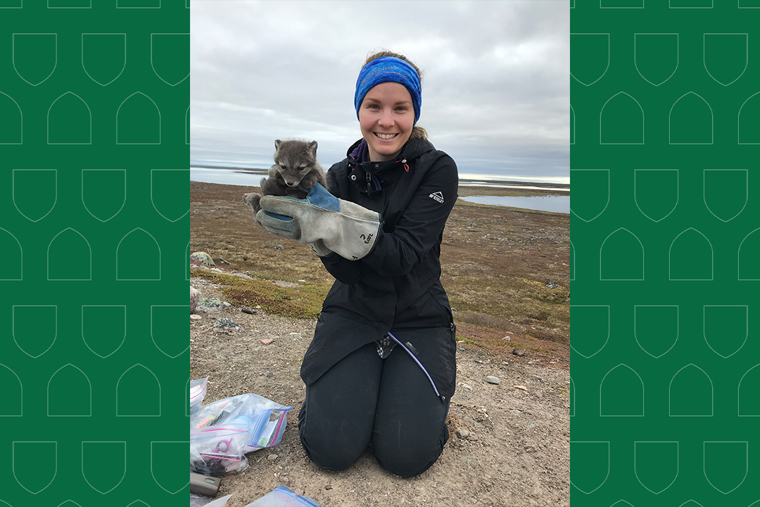 PhD student Kayla Buhler with a young Arctic fox. Photo: Kayla Buhler.
