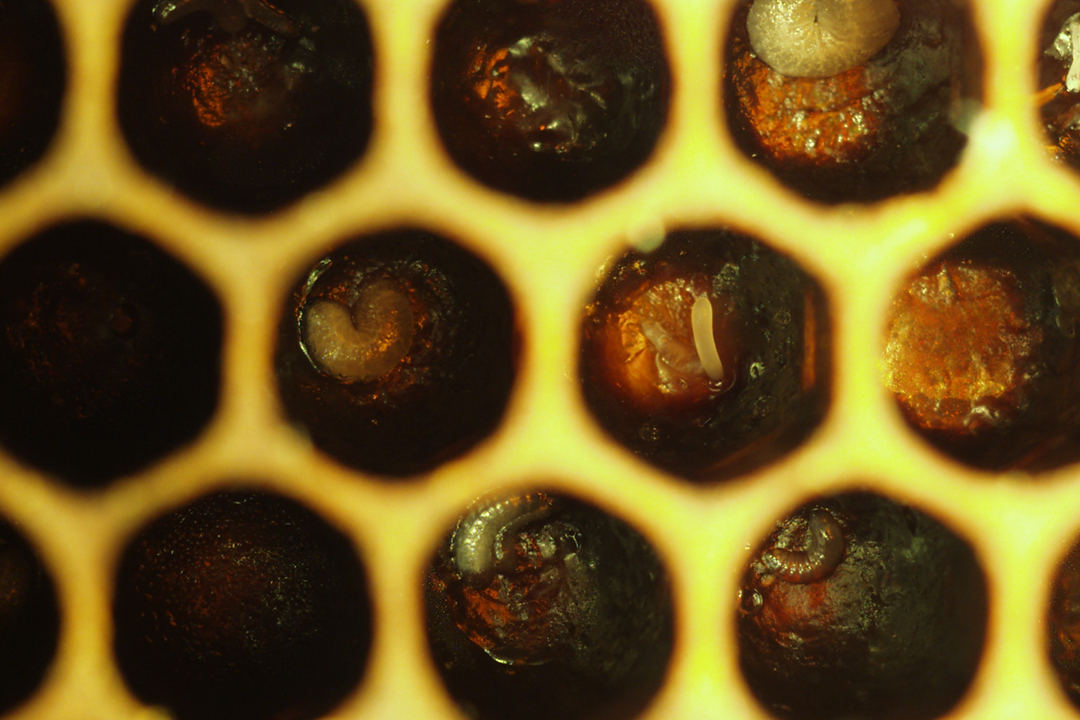 A hive frame showing potential signs of EFB (brown discolouration of the larvae). Photo: Jocelyne Chalifour. 