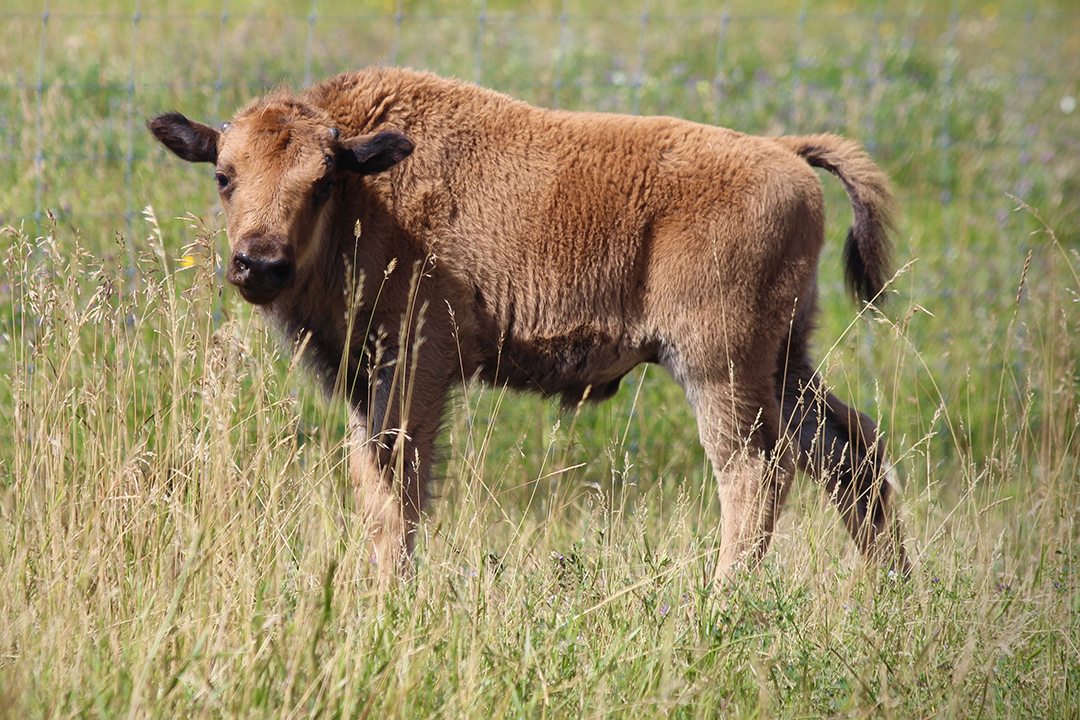 Mo, one of the wood bison calves, at one month old (August 2020). Photo: Miranda Zwiefelhofer. 