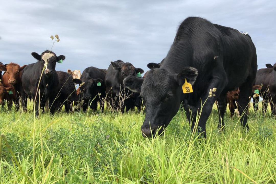 The new Beef Industry Integrated Forage Management and Utilization Chair will connect the study of soils, plants, animals, economics and ecosystems. Photo: Cassidy Sim.