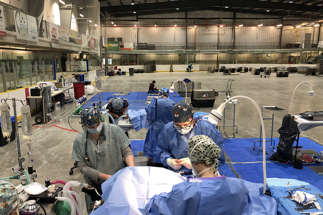 A clinical team performs a surgical procedure in the temporary surgery that was set up on the converted ice surface of the Jonas Roberts Memorial Community Centre. Submitted photo.