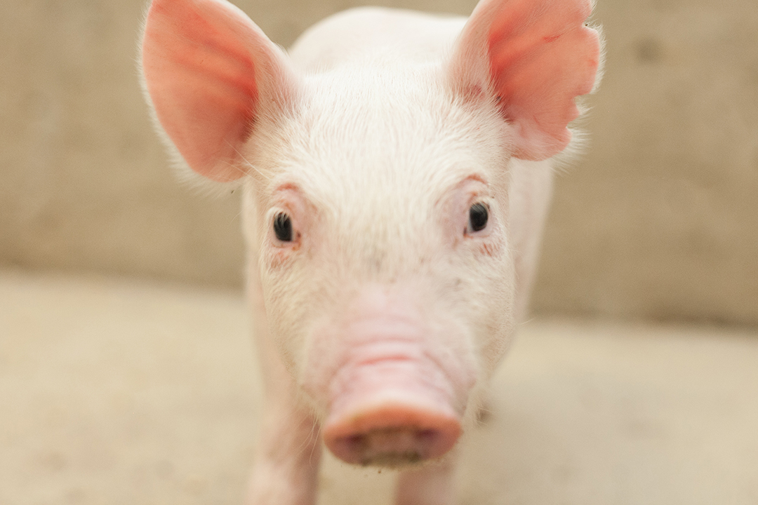 One of the goals of the natural disease challenge model (NDCM) is to study how to improve pigs’ resilience to disease. Photo: Christina Weese.