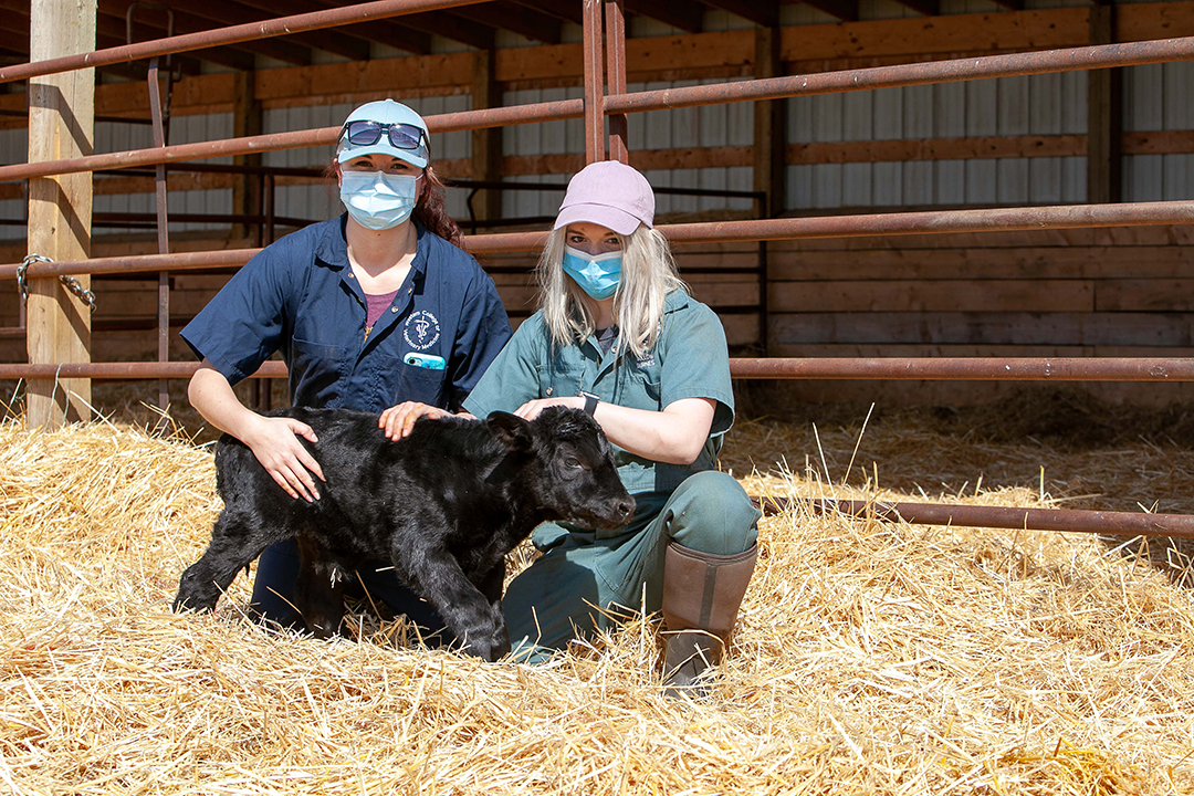 A premature calf born three weeks earlier than expected gave WCVM veterinary students some valuable experience. Photo: Christina Weese. 