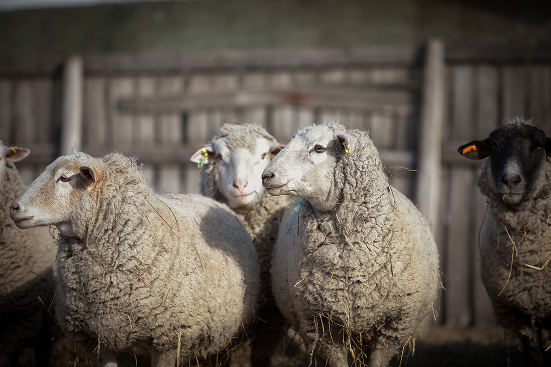Lab results confirmed that anthrax caused at least one animal's death in a flock of sheep located in southern Saskatchewan. Photo: Christina Weese.