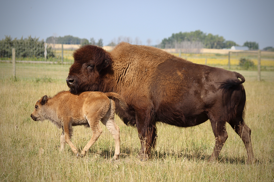 Skeeter at one month old (August 2020) with his mother at the LFCE's Native Hoofstock Research and Teaching Unit. Photo: Miranda Zwiefelhofer. 
