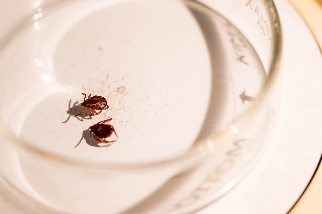 The Saskatchewan Health Research Foundation (SHRF) has provided funding in support of tick identification and surveillance at the University of Saskatchewan. Photo: Caitlin Taylor. 