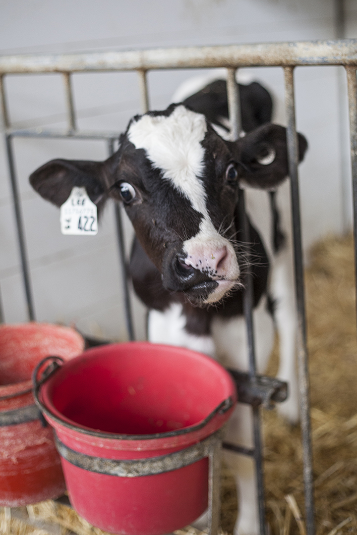 Calves affected with S. Dublin become seriously ill — developing sepsis which leads to multi-organ failure. Photo: Christina Weese. 