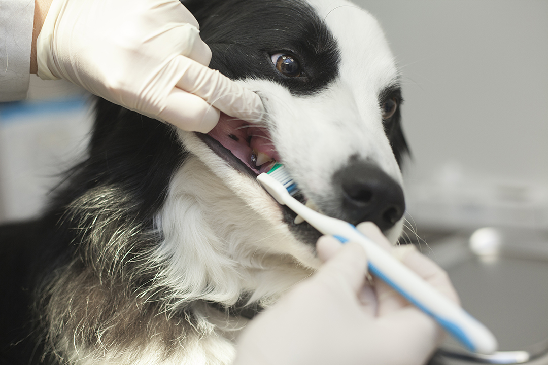 Daily brushing of your dog’s teeth promotes healthy teeth and prevents disease. Photo: Christina Weese.