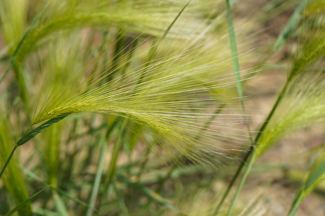 Pets can ingest the spiky barbs from foxtail barley (foxtail) when licking their skin or eating grass. Photo: iStockphoto.com. 