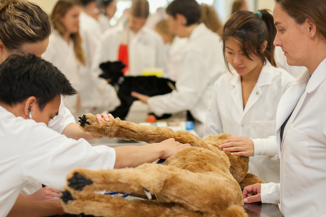 Veterinary students work with animal models in the WCVM’s BJ Hughes Centre for Clinical Learning. Photo: Christina Weese.