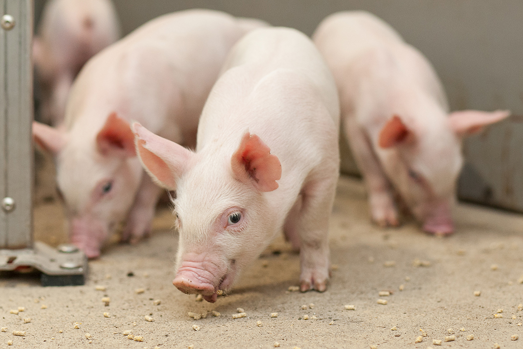 WCVM researchers are aiming to discover how Canada’s swine producers can prevent S. zooepidemicus from establishing itself in their barns. Photo: Christina Weese.