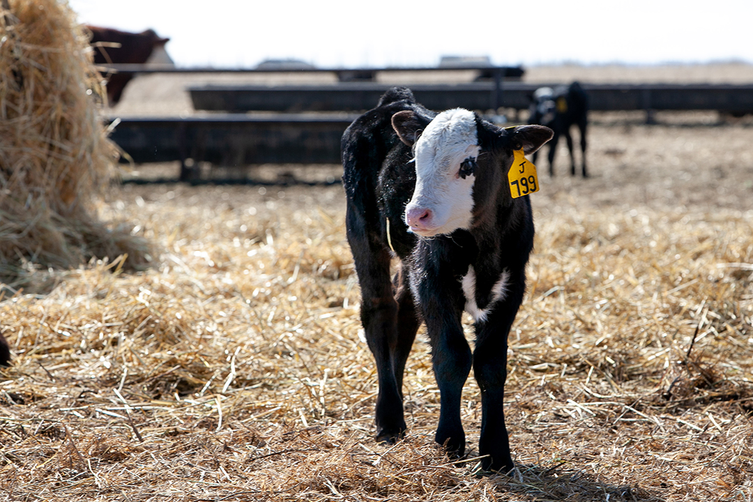 WCVM researchers are evaluating the effects of a novel, lidocaine-infused castration band for castrating young male calves. Photo: Christina Weese.