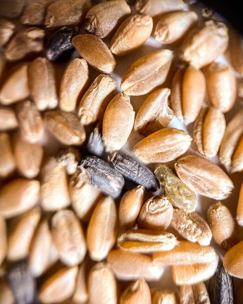 The ergot body or sclerotia (black or dark-purple kernels) replace the normal kernels in cereal crops such as wheat. Photo: Christina Weese.