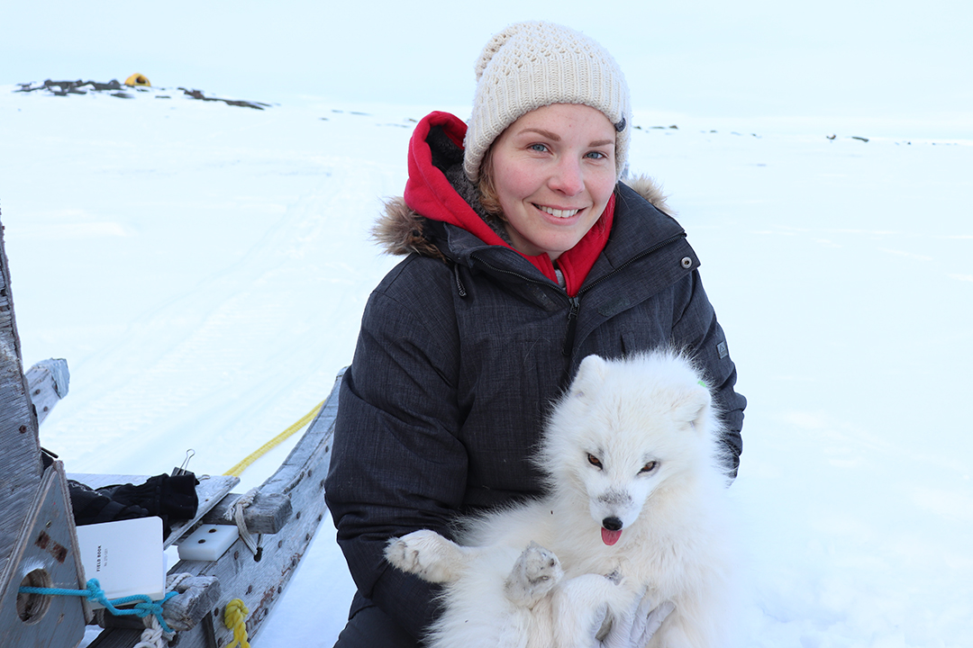 USask PhD student Kayla Buhler with a tranquilized Arctic fox — a key species in her parasite research. Supplied photo. 