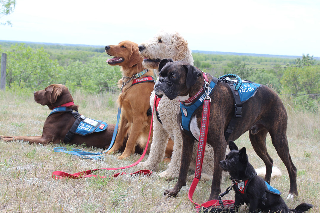 Service dogs Ruby, Toby, Frankie, Subie and Cozy during a training session. Photo: Bronwyn Edwards.