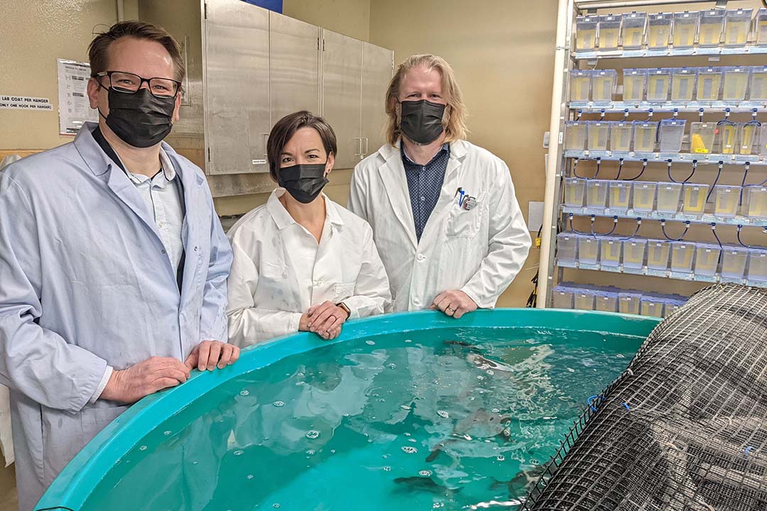 USask researchersLeft to right: Markus Brinkmann, Natacha Hogan and Markus Hecker near the rainbow trout studied for both projects. Photo: Nicole Baldwin.
