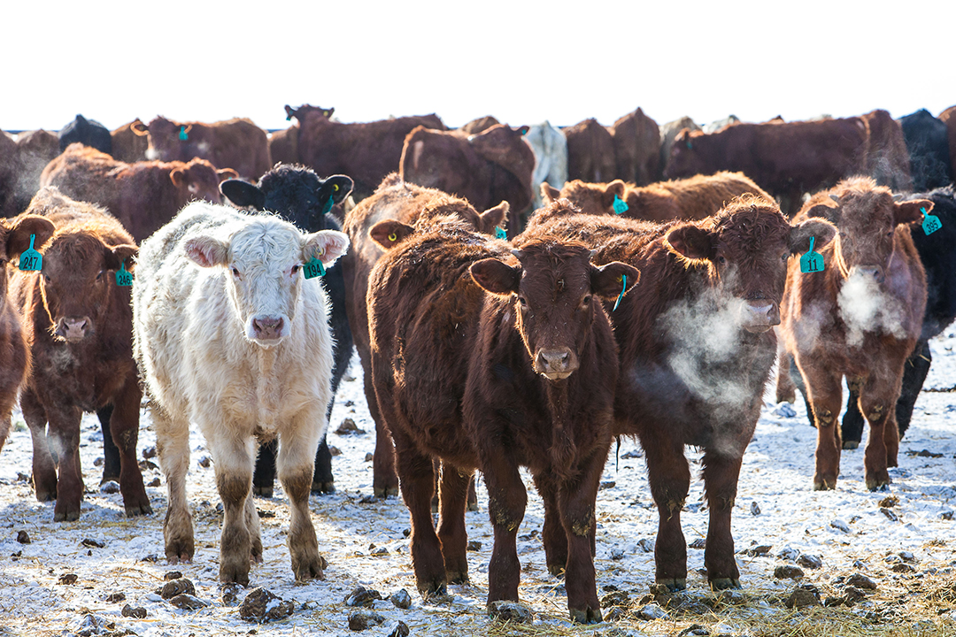 USask researchers are working to develop an alternative way to treat shipping fever, a common and costly disease in cattle. Photo: Christina Weese.