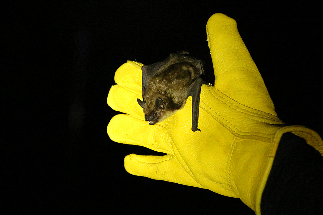 B.C. wildlife researchers have identified domestic cats as one of the main culprits behind the loss of bats in the province. Photo: Harrison Brooks.