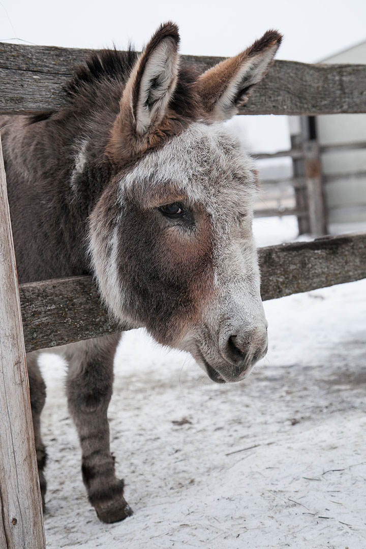 Frostbite and hypothermia are often reported in donkeys and miniature horses whose smaller size makes them more vulnerable to cold. Photo: Christina Weese.
