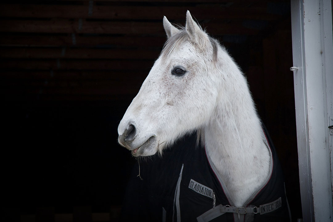 Older horses or animals that are sick or injured are more prone to frostbite and need additional care. Photo: Christina Weese.