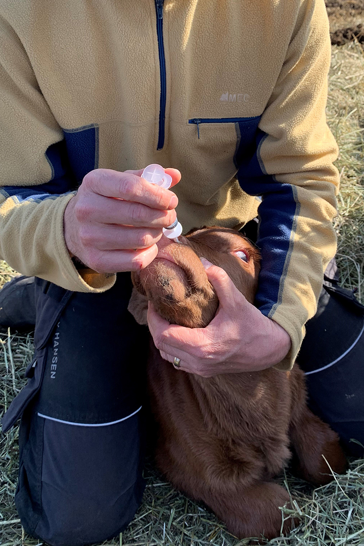 A research team member vaccinates a newborn calf with a mucosal (intranasal) vaccine as part of the prime-boost study’s first phase. Mucosal vaccines will bypass the blocking effect of the maternal antibody. Photo: Dr. Nathan Erickson. 