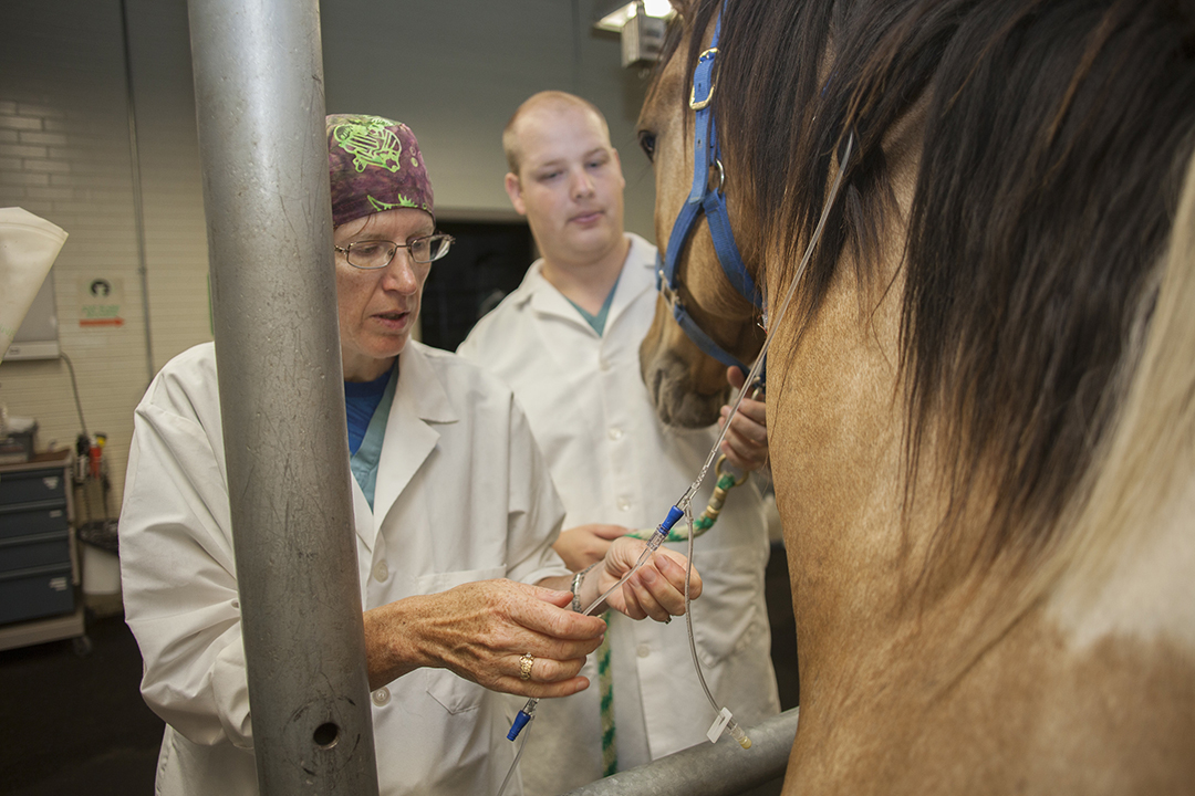 Dr. Tanya Duke-Novakovski (left) sedates an equine patient before a laparoscopic procedure. Photo: Christina Weese.