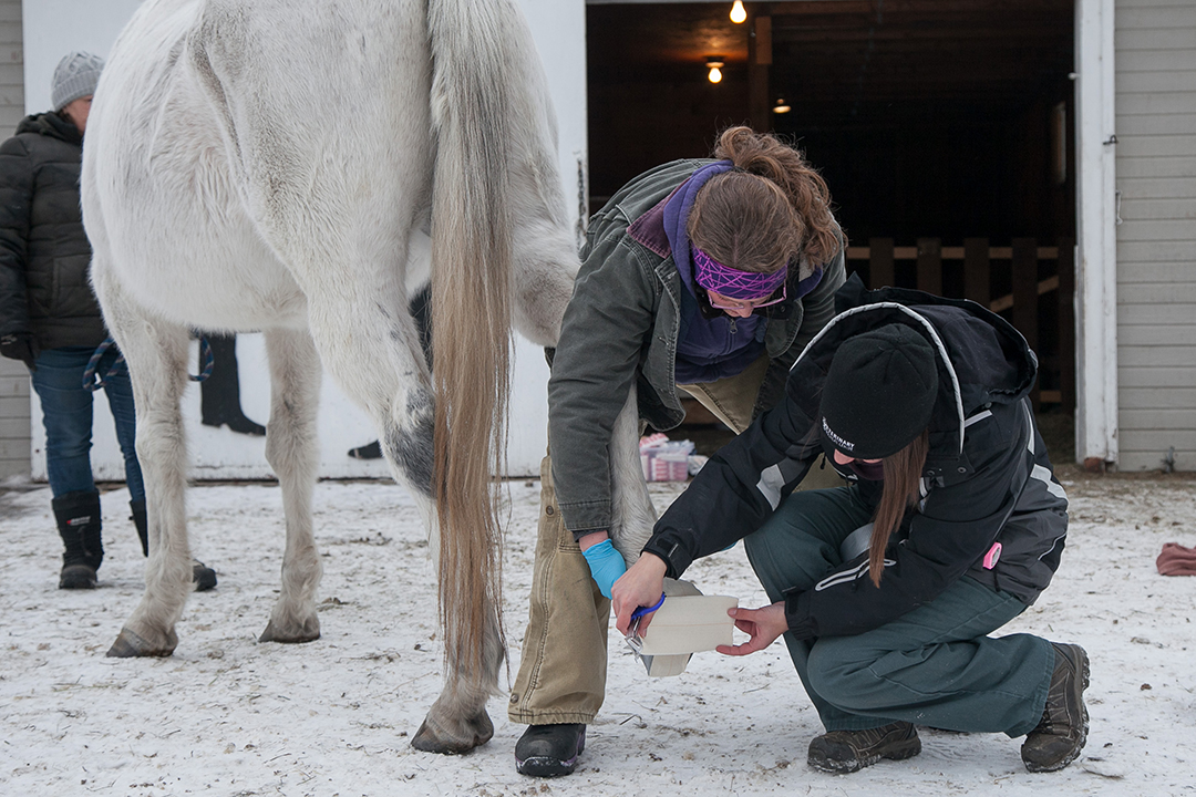 To help horses recover from a hoof abscess, veterinarians bandage the foot with a medicated pad and use a duct tape boot to protect the area from dirt and mud. Photo: Christina Weese.
