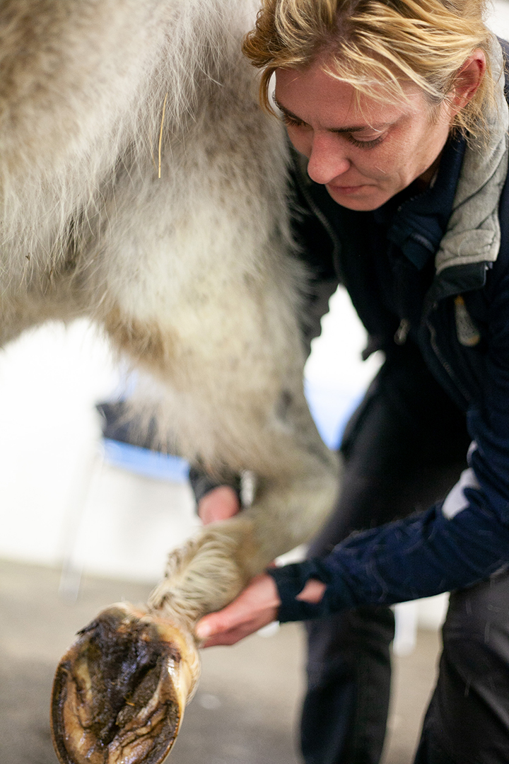 Dr. Nathalie Reisbig will join the WCVM Veterinary Medical Centre's Equine Field Service on May 1. Photo: Christina Weese.