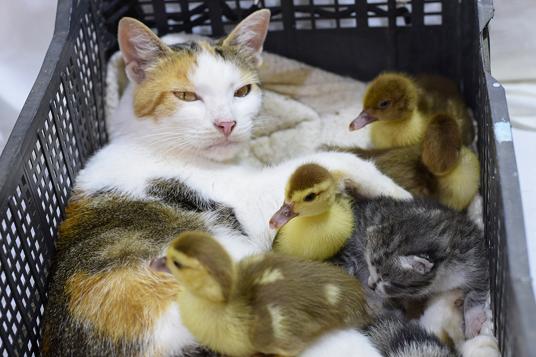 Family or foe? How prey and predator animals can develop mother-infant  bonds - WCVM Today - Western College of Veterinary Medicine | University of  Saskatchewan