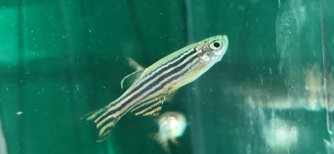 A closeup of a zebrafish, the tropical fish whose genetic structure has similarities to humans. Photo: Himal Thapa. 