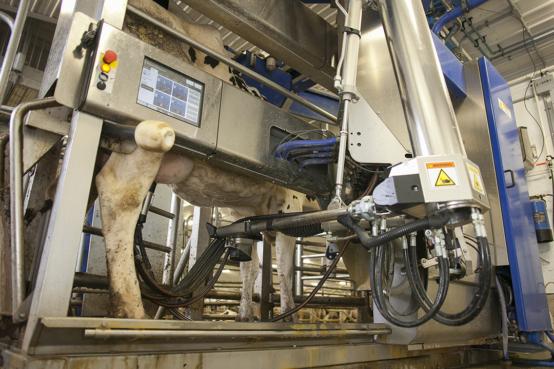 A Holstein dairy cow stands in a milking stall at the USask Rayner Dairy Research and Teaching Facility. Photo: Christina Weese. 