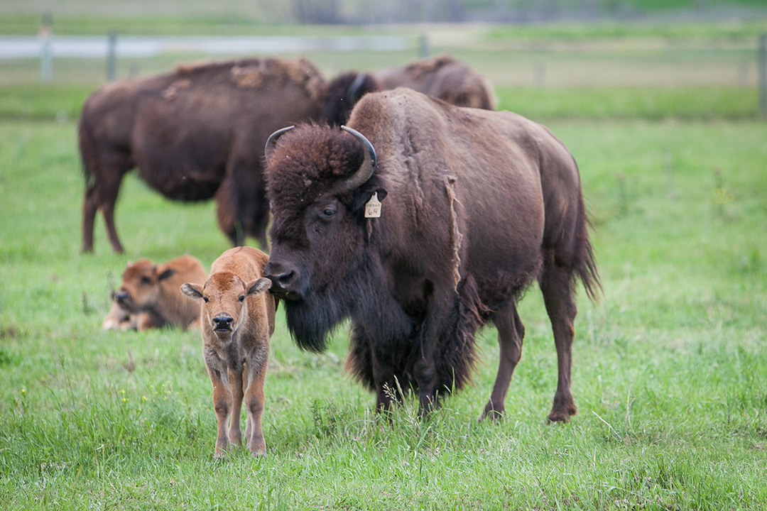 A bison calf and its mother at the WCVM Native Hoofstock Centre in 2019. Photo by Christina Weese.
