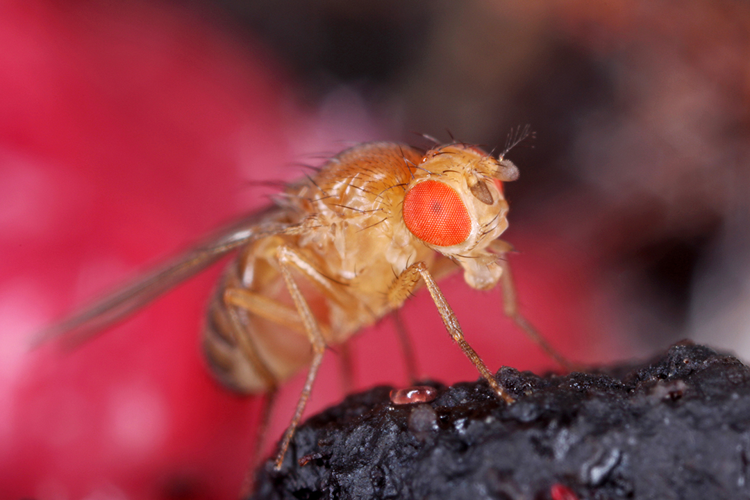 Fruit Fly (Family Drosophilidae) – Field Station