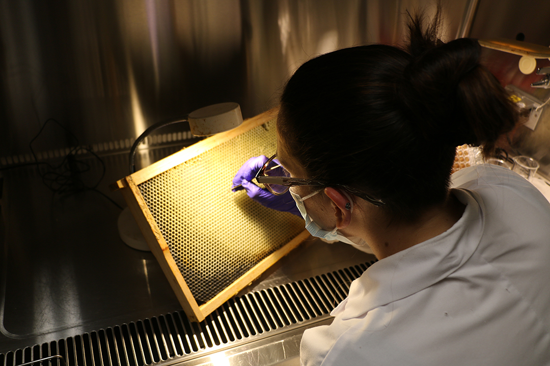 WCVM graduate student Jenna Thebeau carefully picks out honey bee larvae from a frame for her research study targeting European foulbrood disease. Photo: Jessica Colby. 