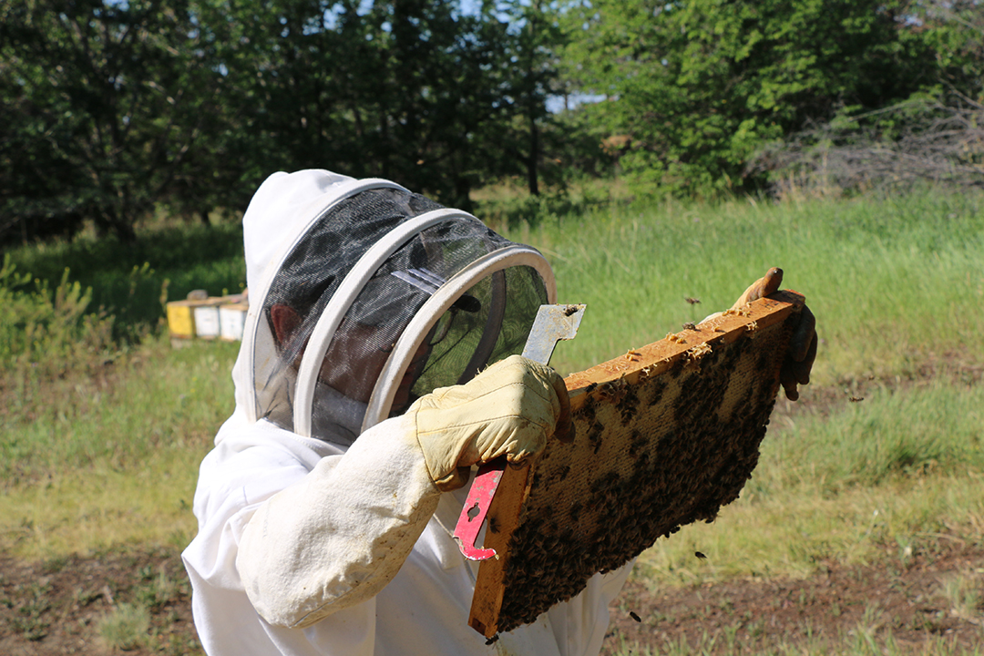 Wearing protective gear, WCVM graduate student Jenna Thebeau scans a hive frame for potential disease among the honey bees. Photo: Jessica Colby. 
